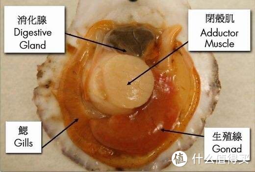 永劫无双辅助_永劫无间连招辅助_永劫无间一键连招脚本