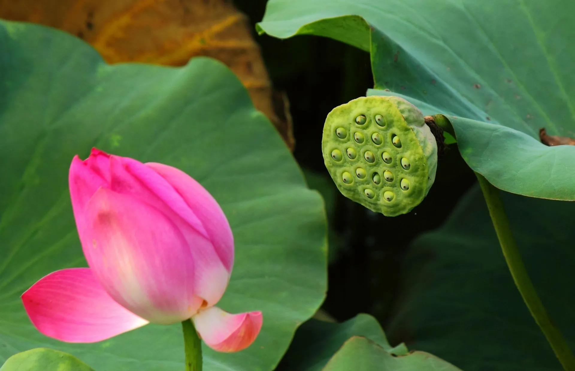 永劫无间外挂_永劫无间外挂_永劫无间外挂